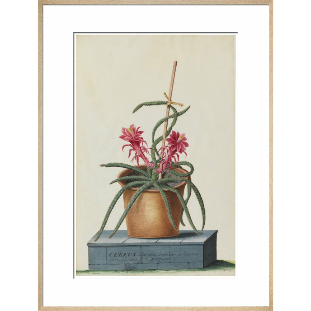 Rat's Tail Cactus - Art print