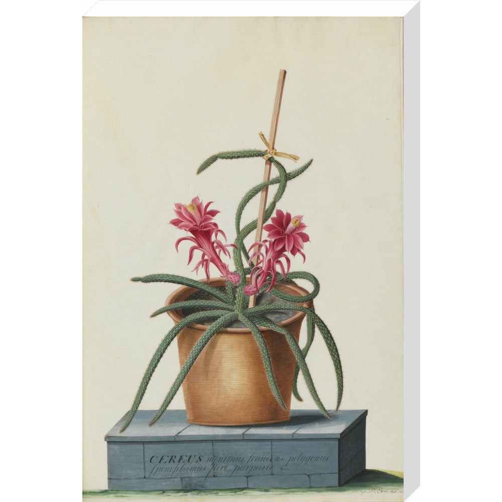 Rat's Tail Cactus - Art print