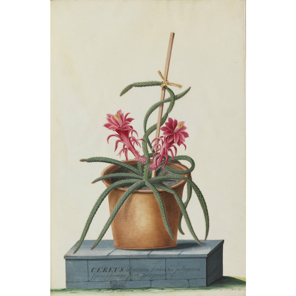 Rat's Tail Cactus - Art print