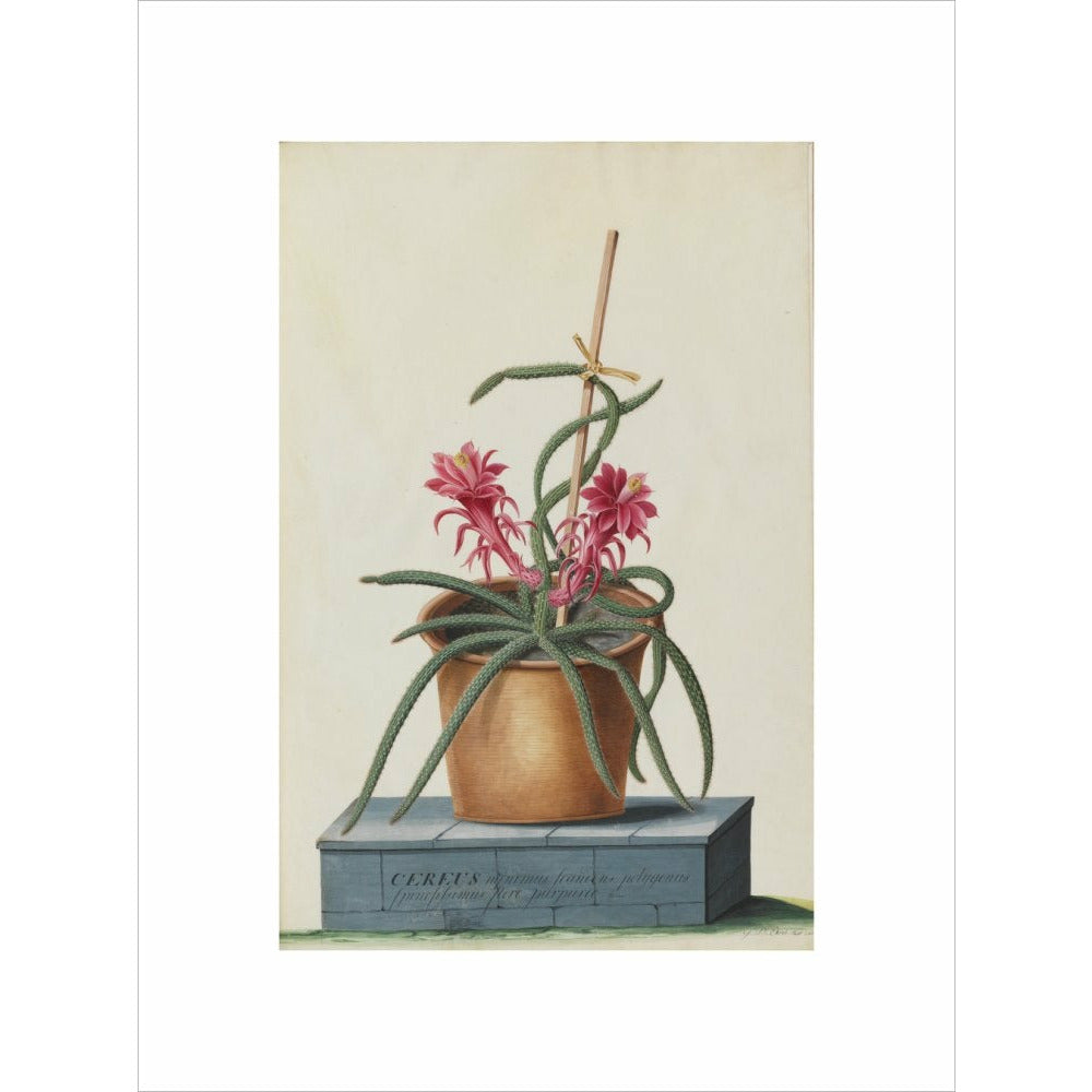 Rat's Tail Cactus - Art print