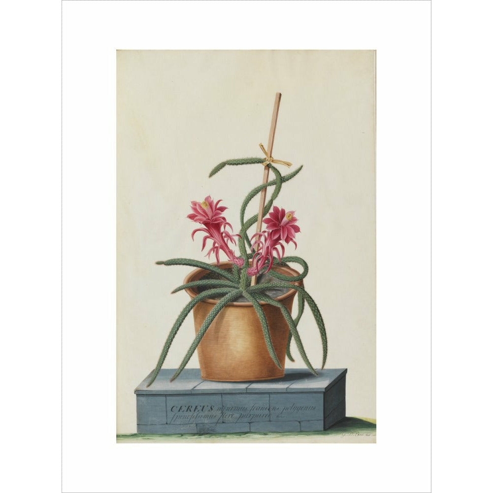 Rat's Tail Cactus - Art print