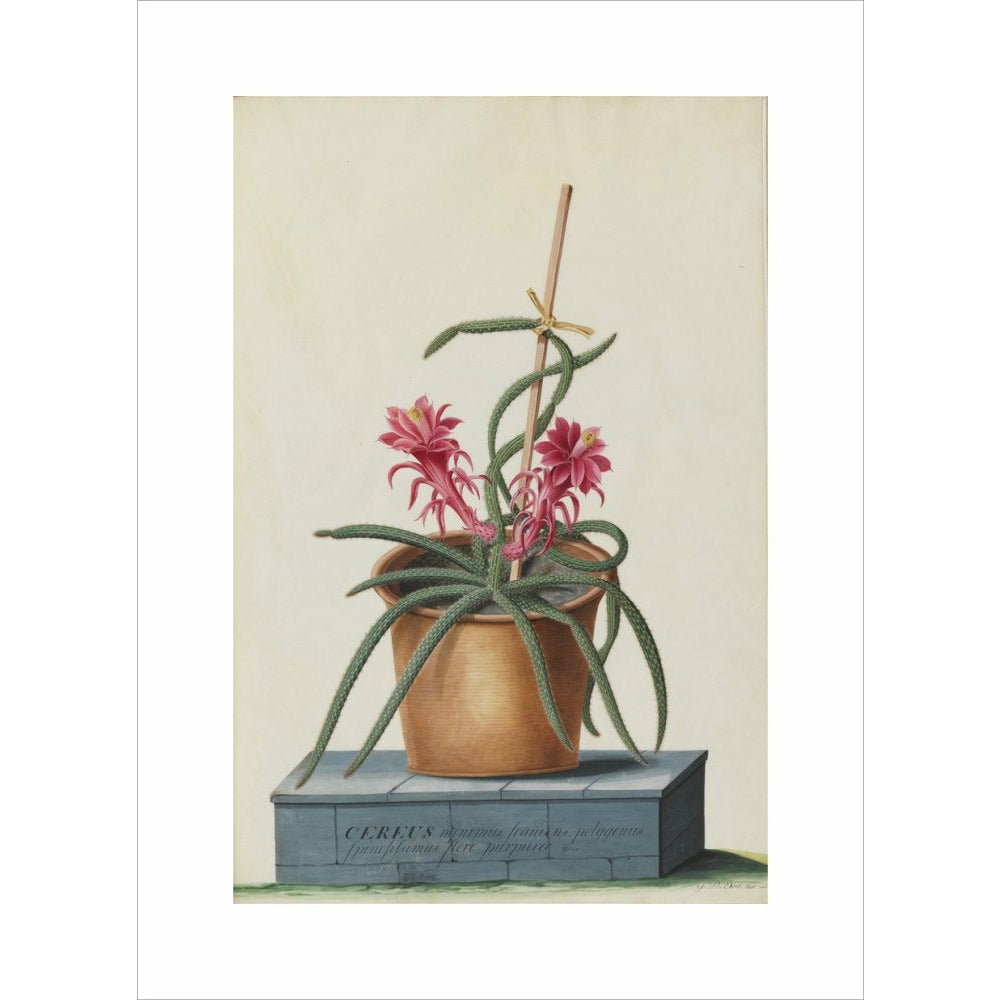Rat's Tail Cactus - Art print