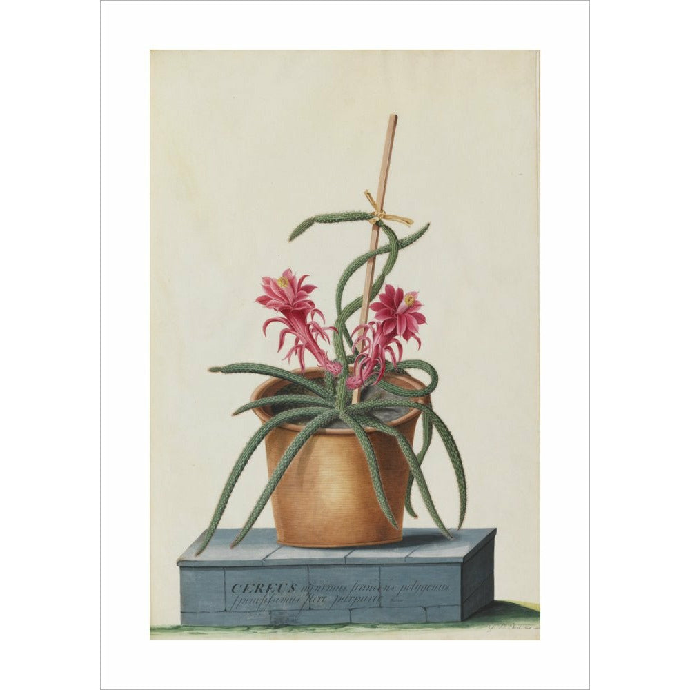 Rat's Tail Cactus - Art print