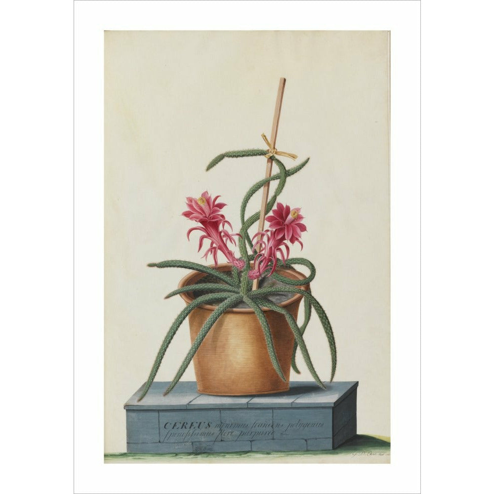 Rat's Tail Cactus - Art print