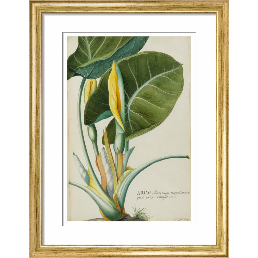 Arum (Wake-Robin or Cuckoo Pint) - Art print