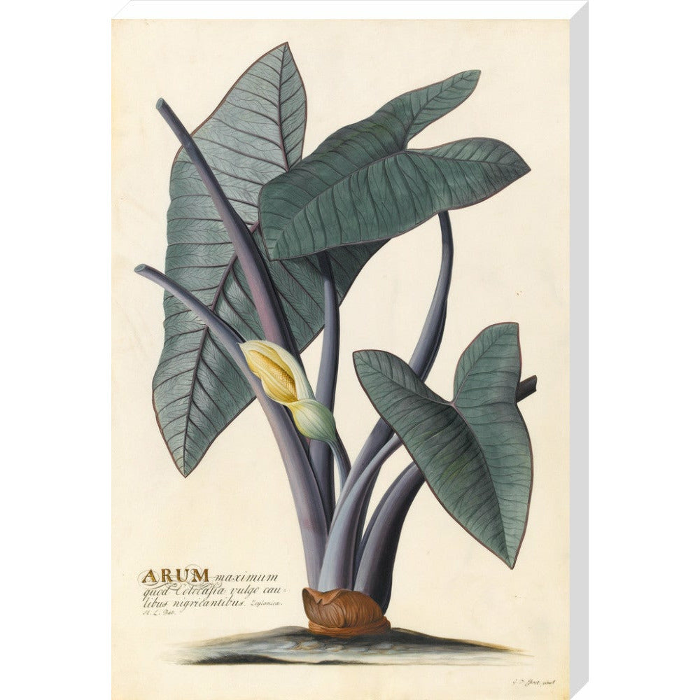 Arum - Art print
