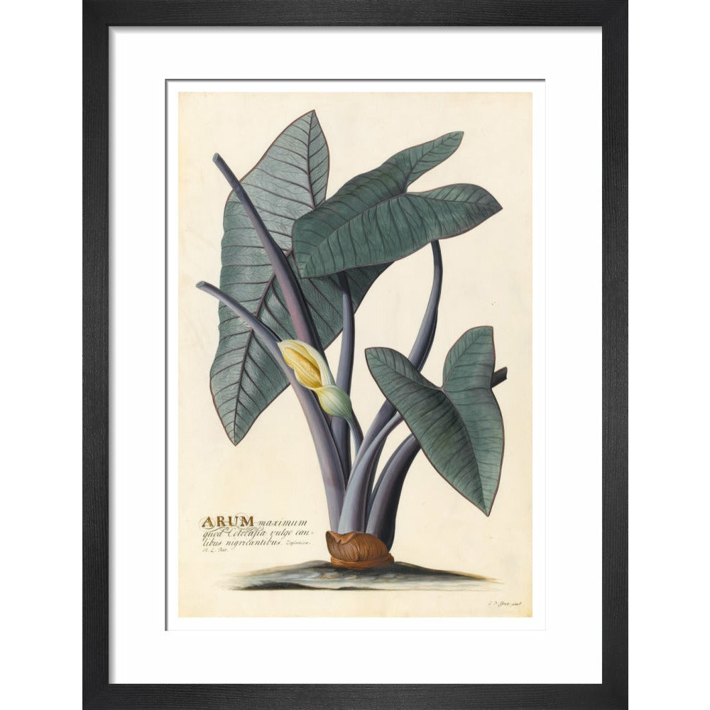 Arum - Art print