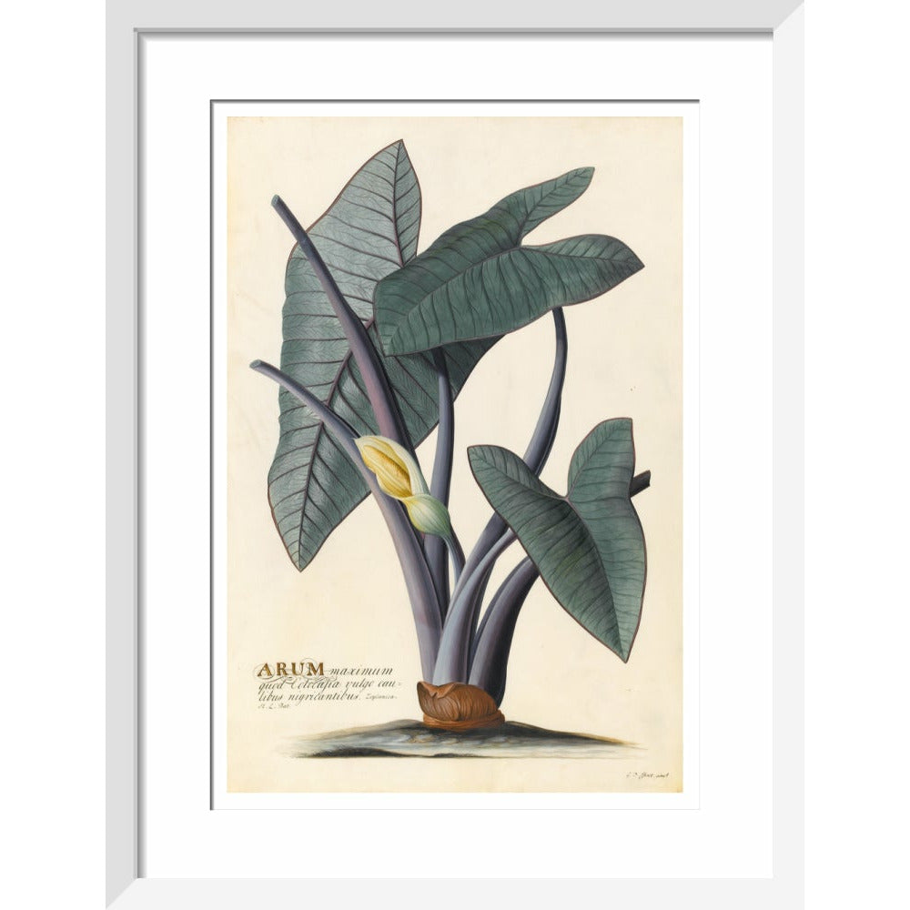 Arum - Art print