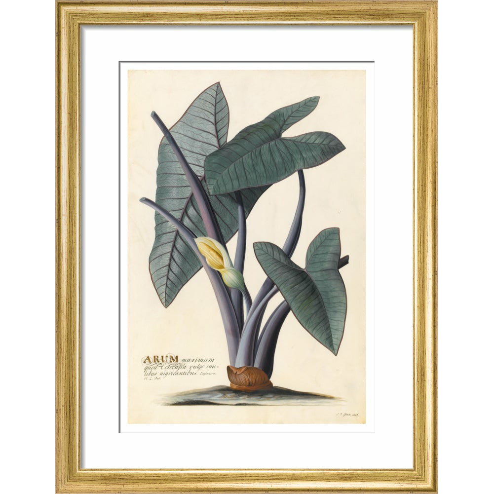 Arum - Art print