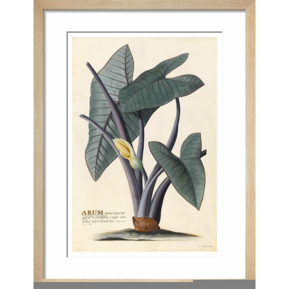 Arum - Art print