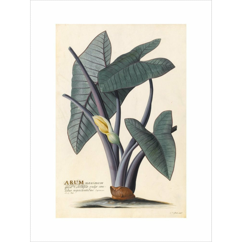 Arum - Art print