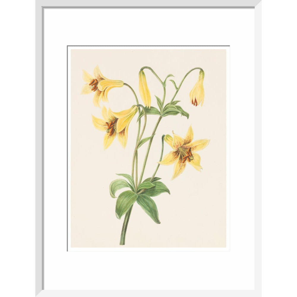 Lily - Art print