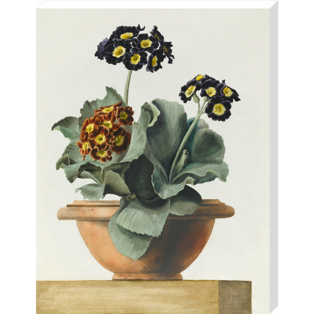 Potted Primula - Art print