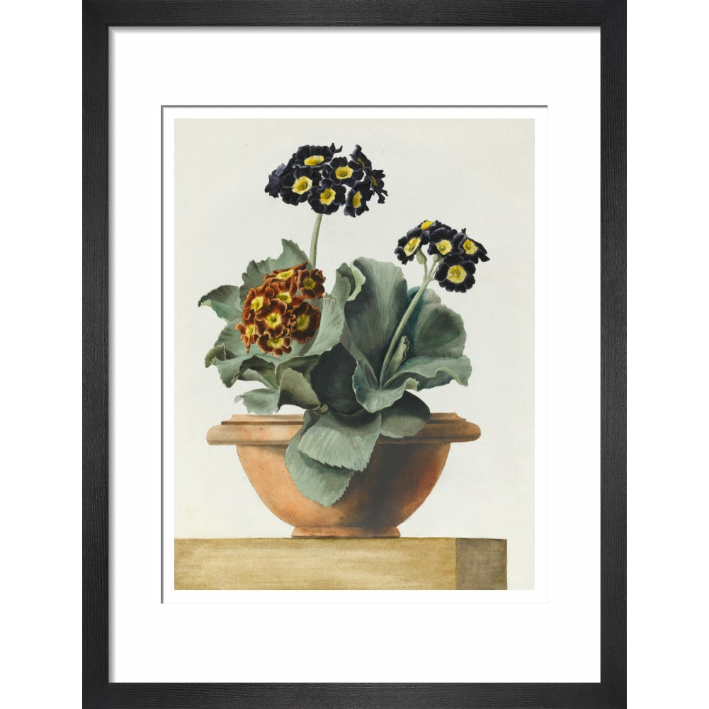 Potted Primula - Art print
