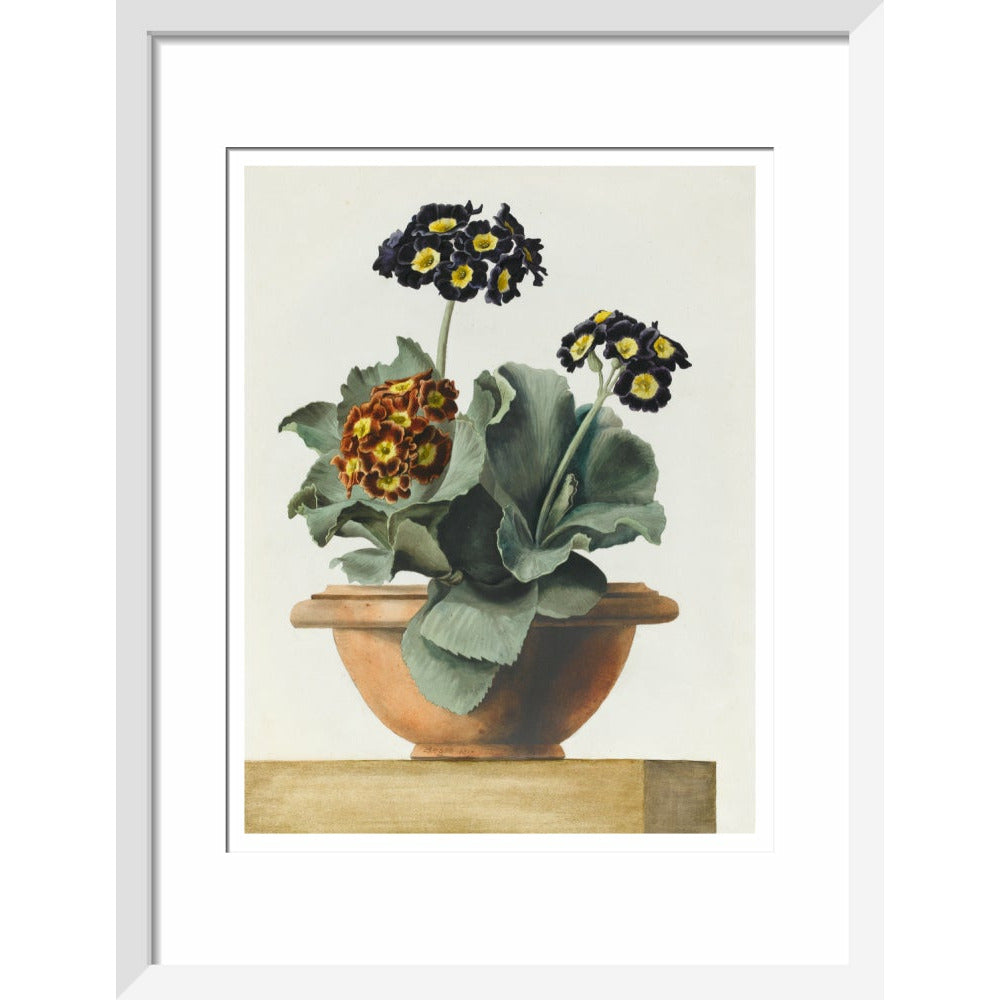 Potted Primula - Art print