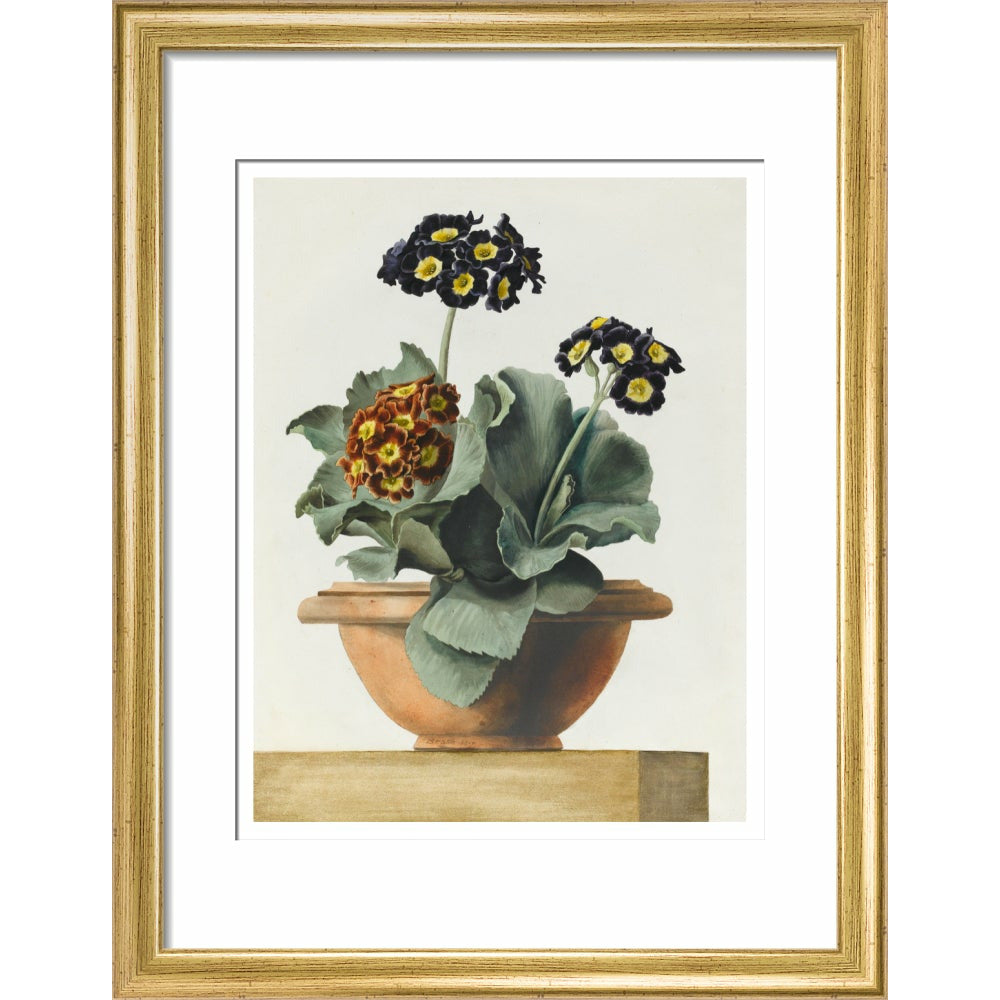 Potted Primula - Art print