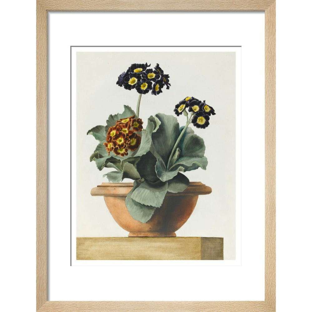 Potted Primula - Art print