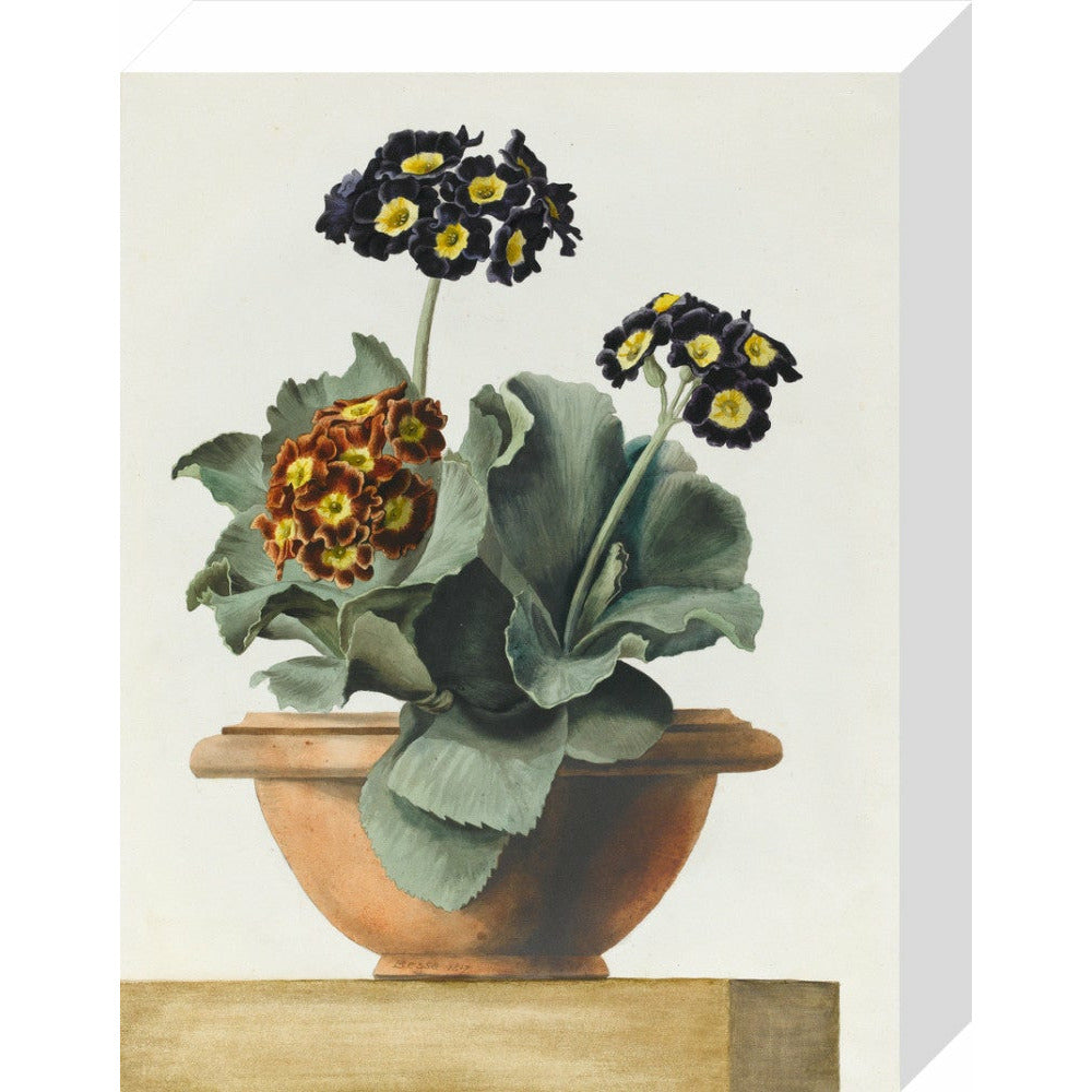 Potted Primula - Art print