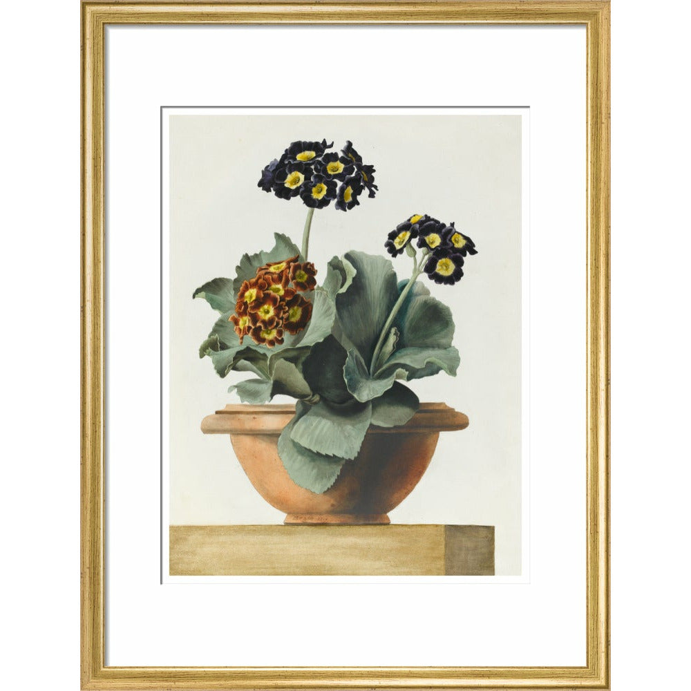 Potted Primula - Art print