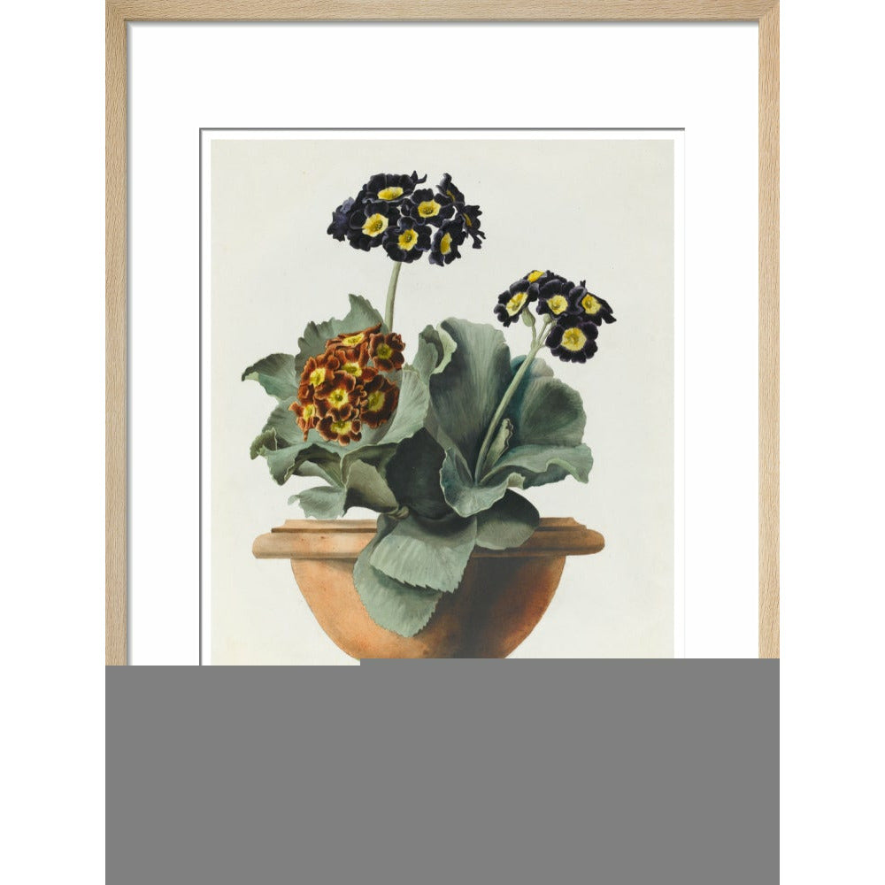 Potted Primula - Art print