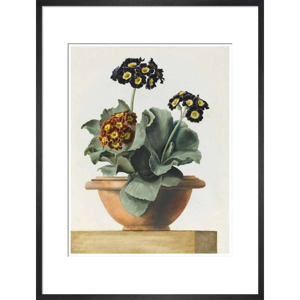 Potted Primula - Art print