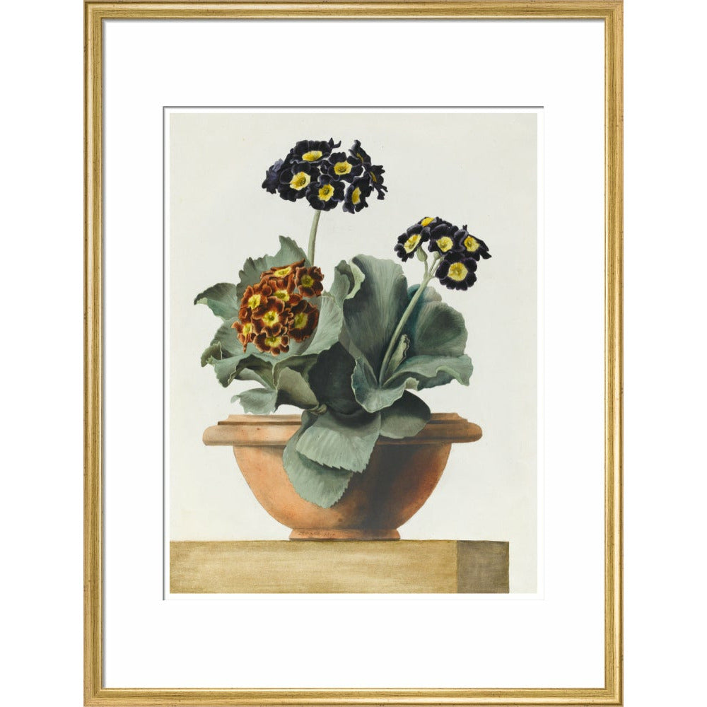 Potted Primula - Art print