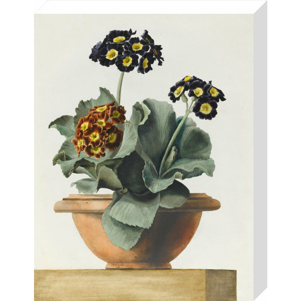 Potted Primula - Art print