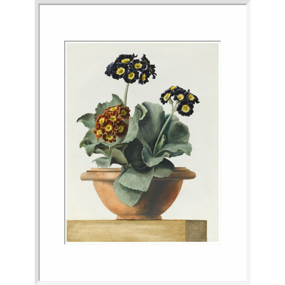 Potted Primula - Art print