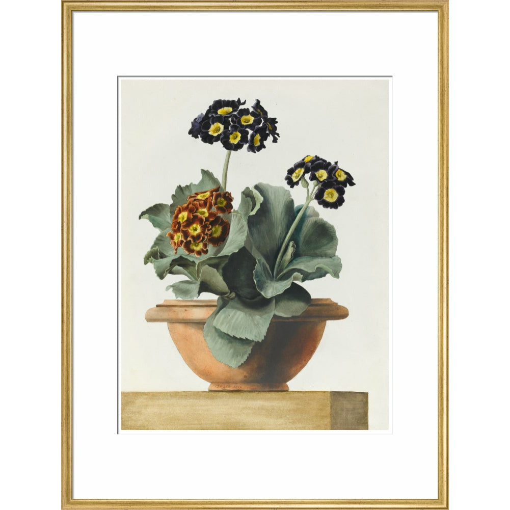 Potted Primula - Art print