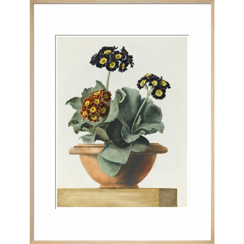 Potted Primula - Art print