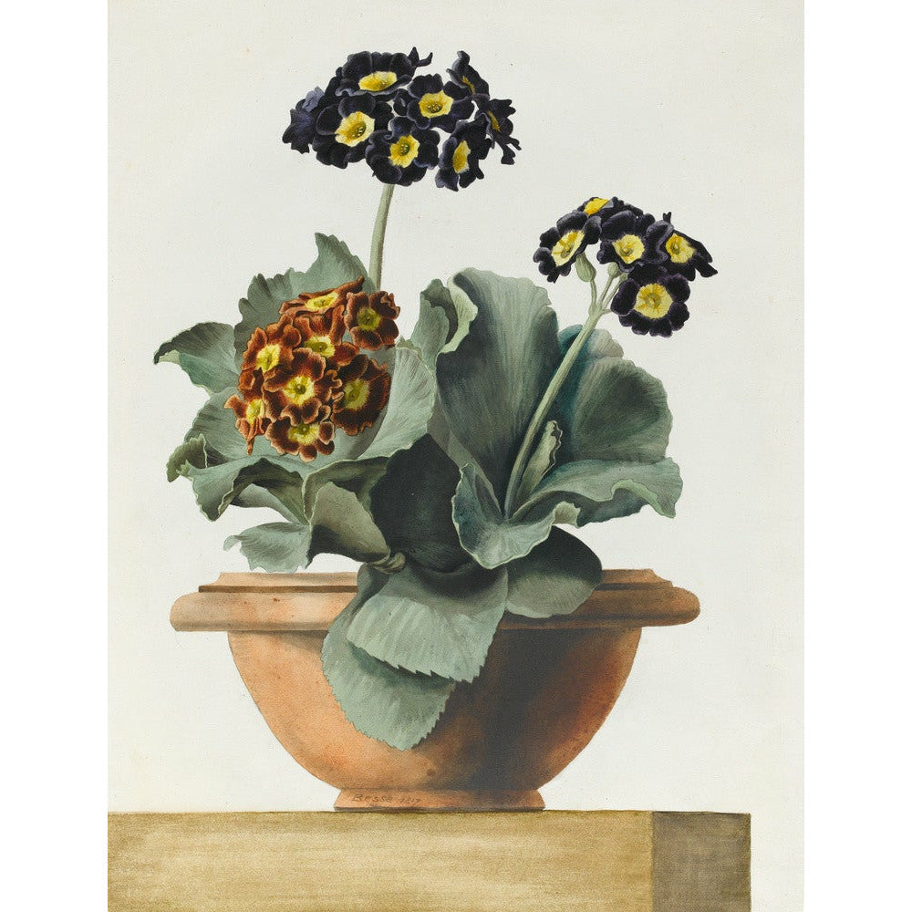 Potted Primula - Art print