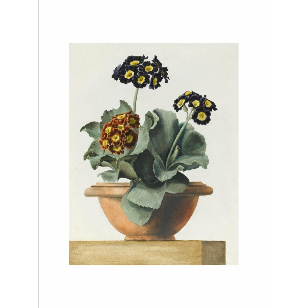 Potted Primula - Art print