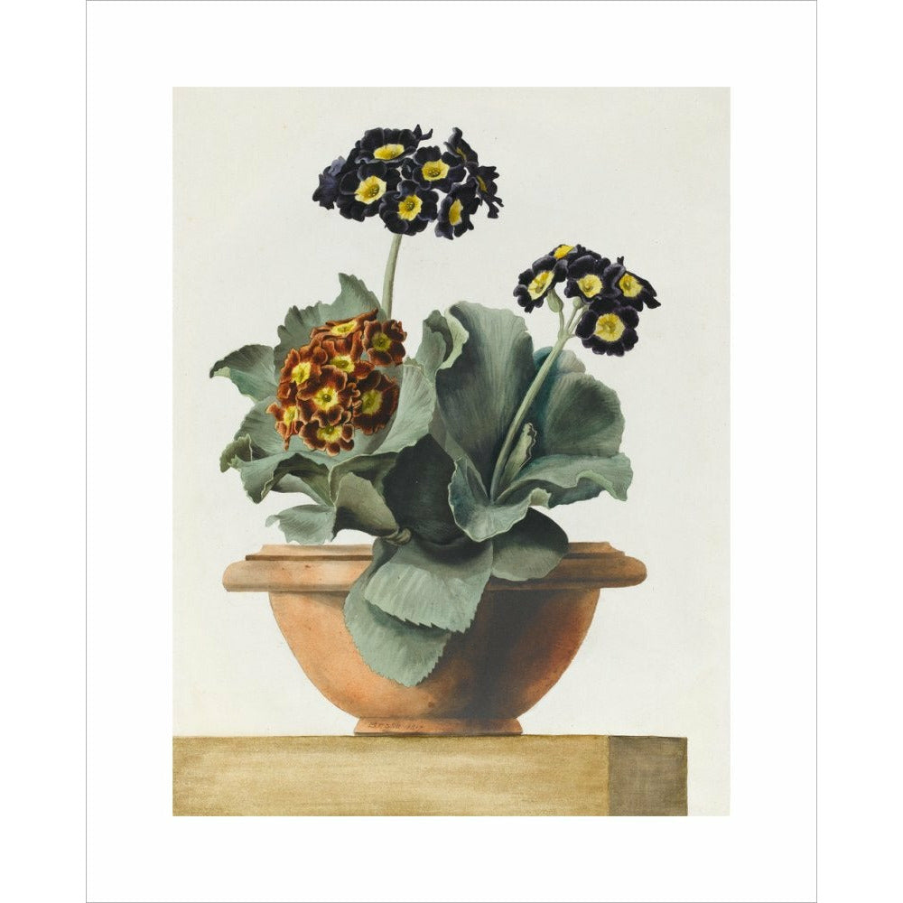Potted Primula - Art print