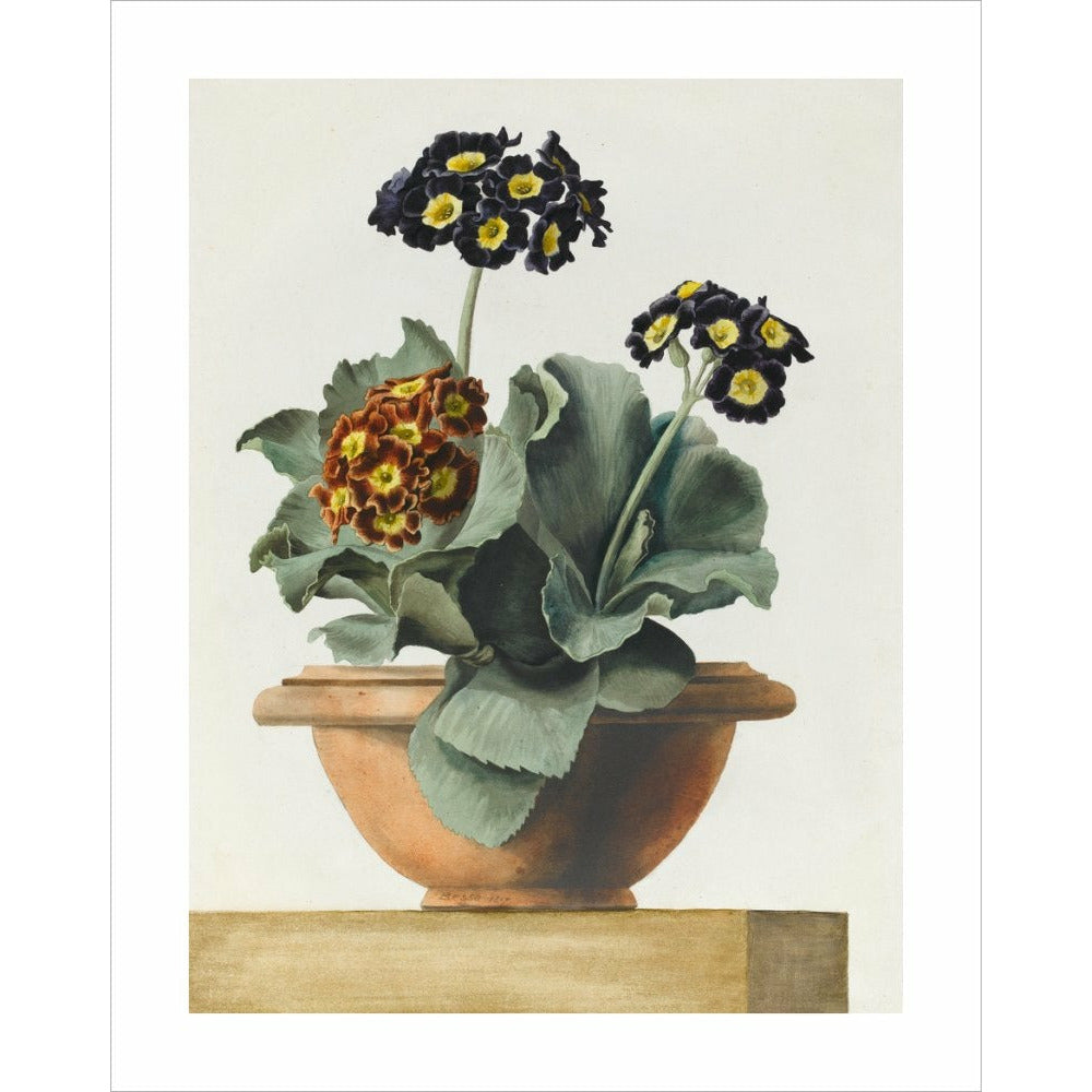 Potted Primula - Art print