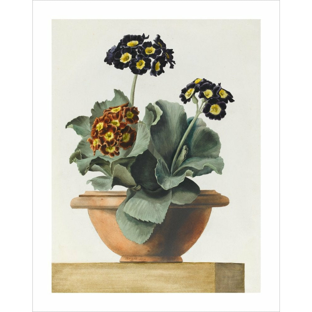 Potted Primula - Art print