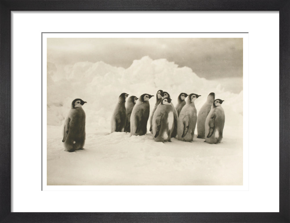 Young Emperor penguin chicks - Art print