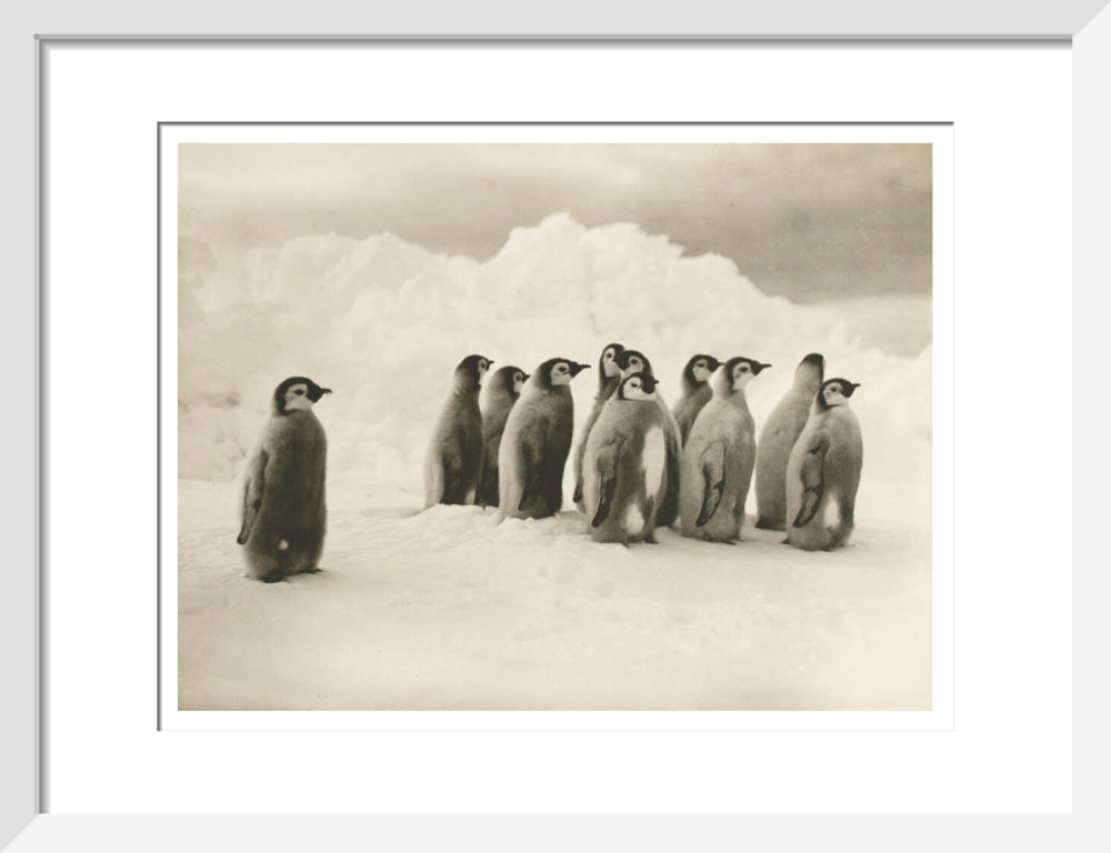 Young Emperor penguin chicks - Art print