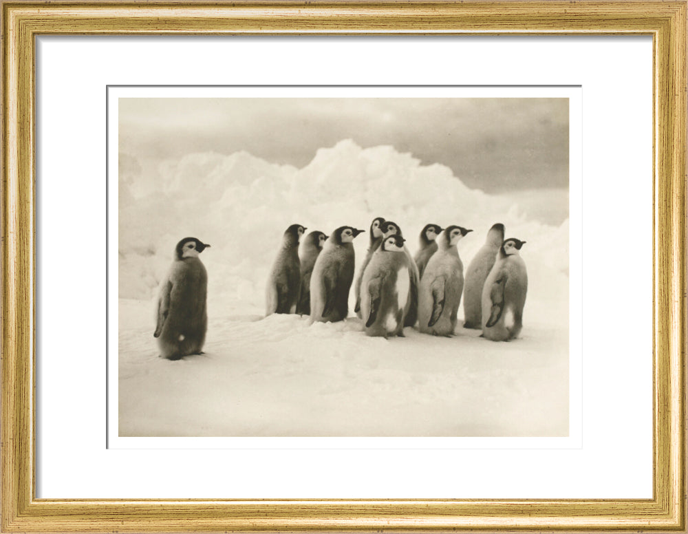 Young Emperor penguin chicks - Art print