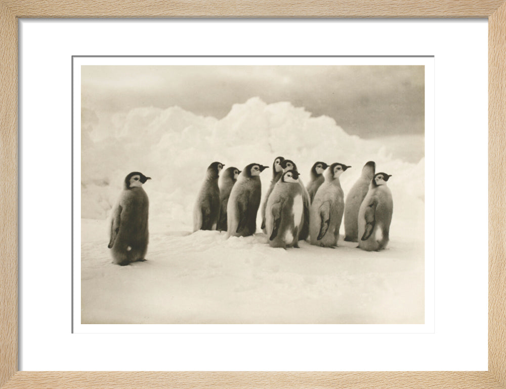 Young Emperor penguin chicks - Art print