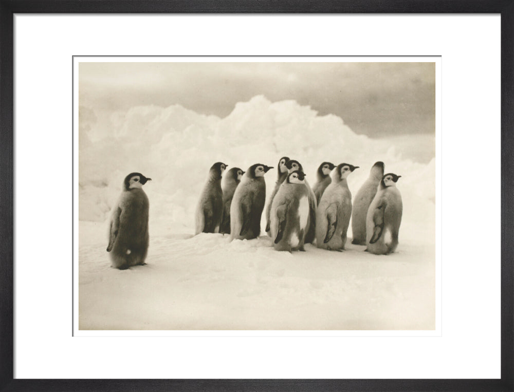 Young Emperor penguin chicks - Art print