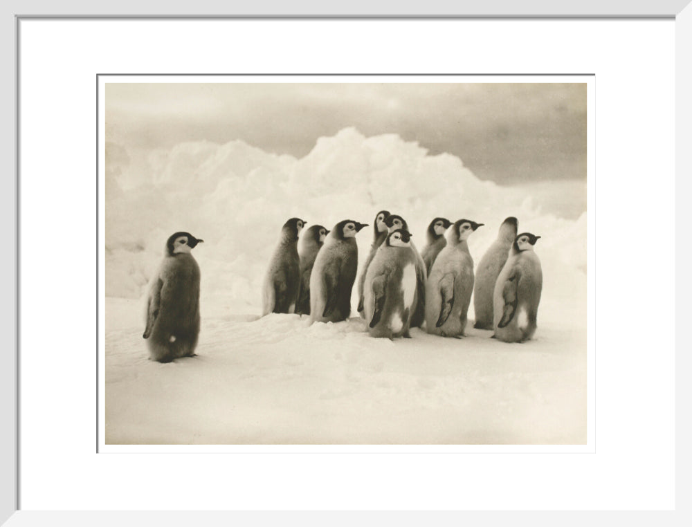 Young Emperor penguin chicks - Art print