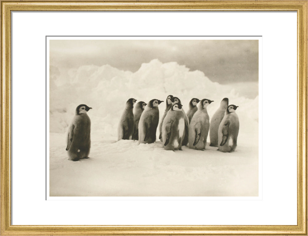 Young Emperor penguin chicks - Art print