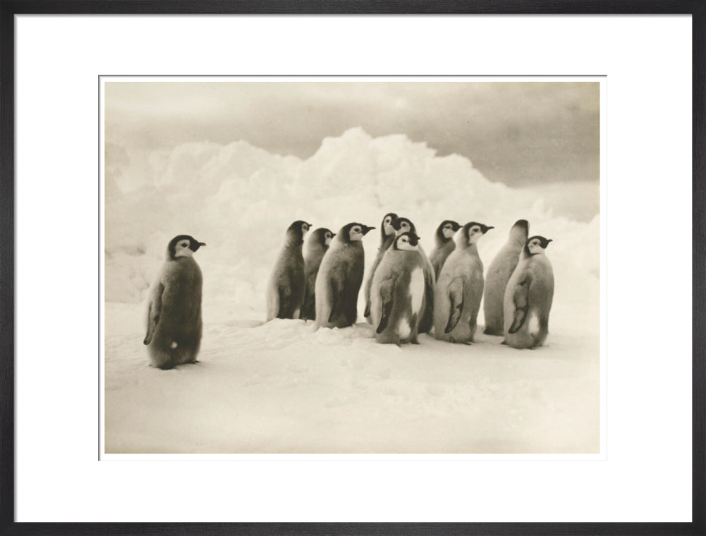 Young Emperor penguin chicks - Art print