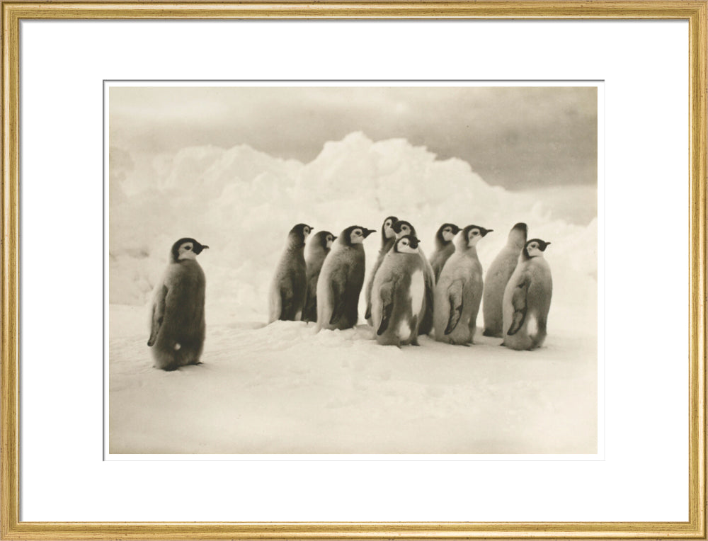 Young Emperor penguin chicks - Art print