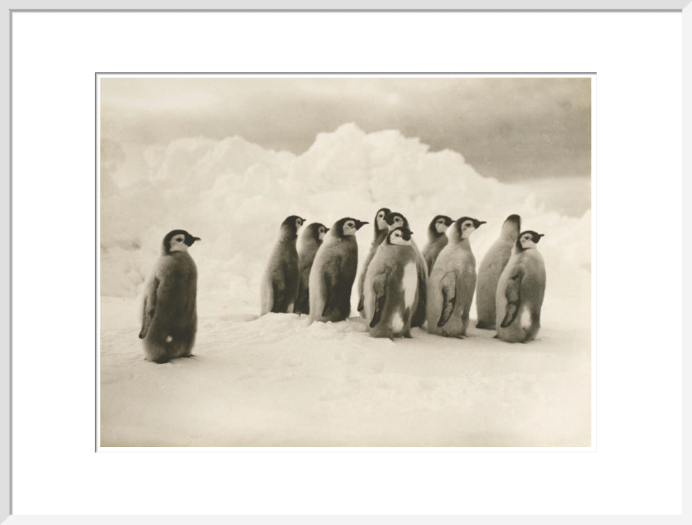 Young Emperor penguin chicks - Art print