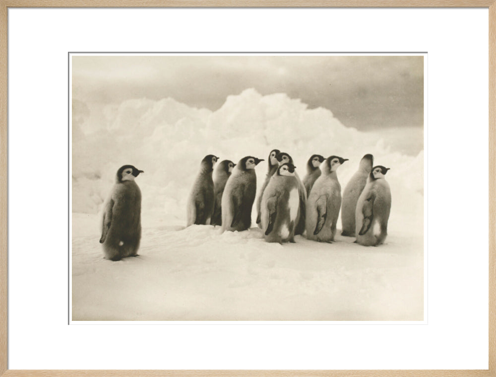 Young Emperor penguin chicks - Art print