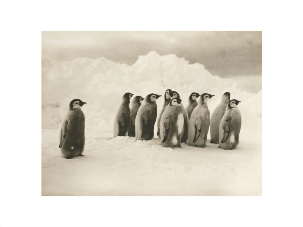 Young Emperor penguin chicks - Art print