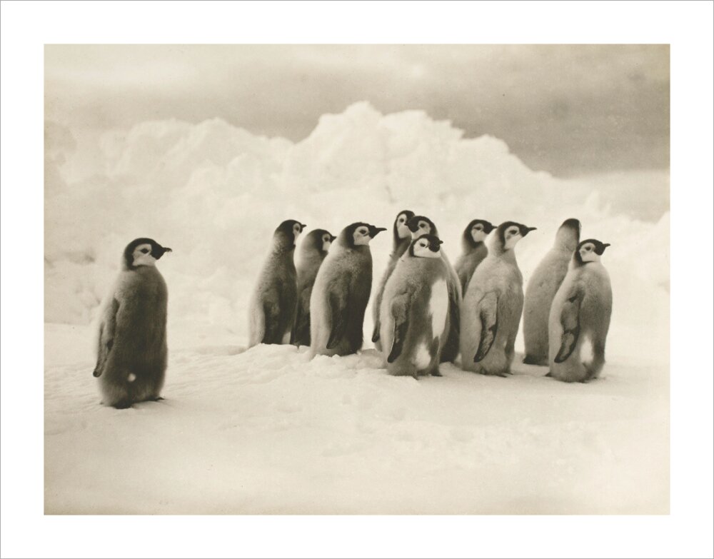 Young Emperor penguin chicks - Art print