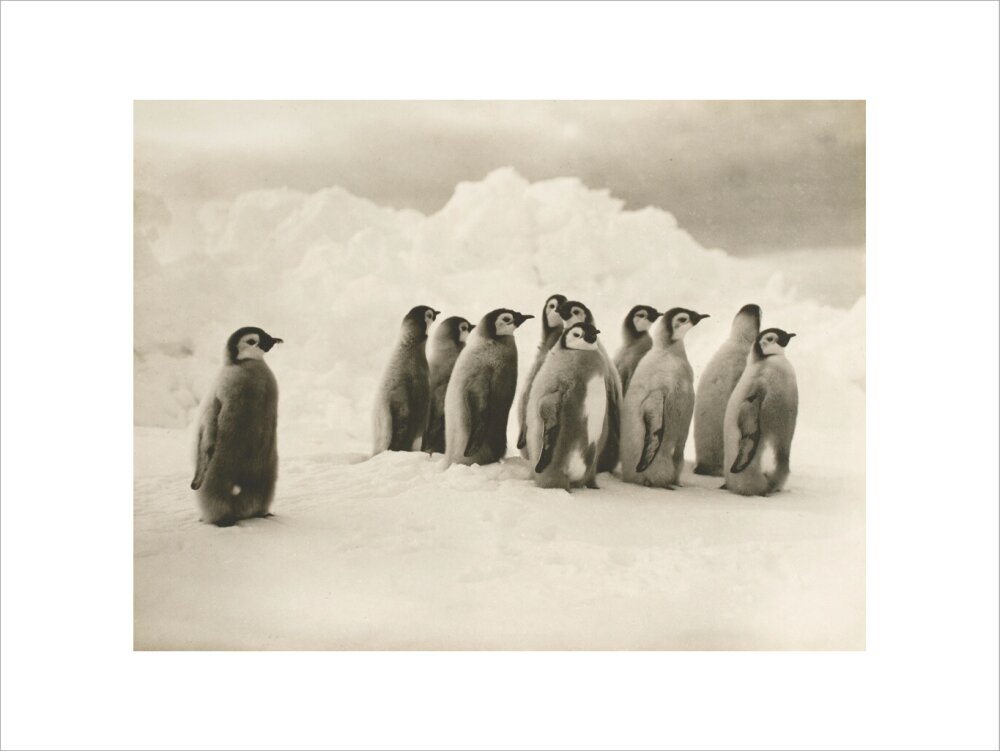 Young Emperor penguin chicks - Art print