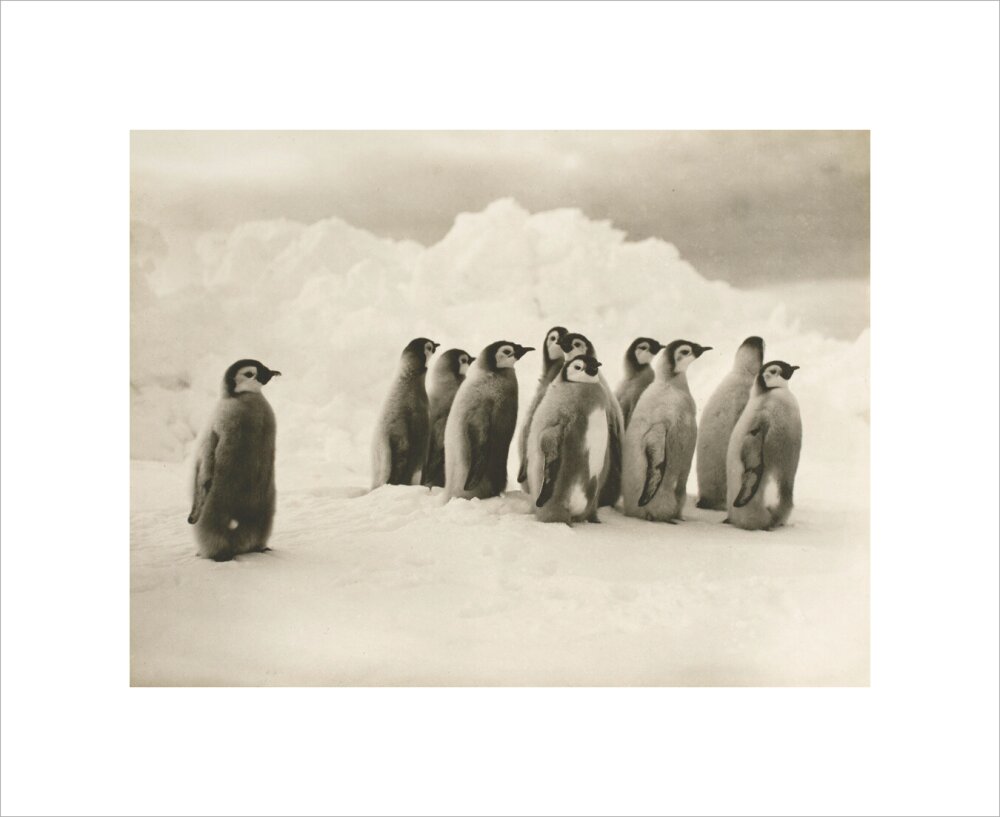 Young Emperor penguin chicks - Art print